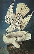John James Audubon White Gerfalcons oil painting